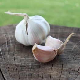 Heirloom Garlic Tuscan