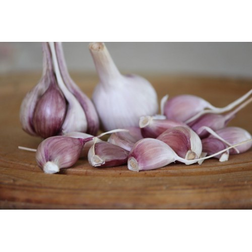 Heirloom Garlic Tuscan Garlic