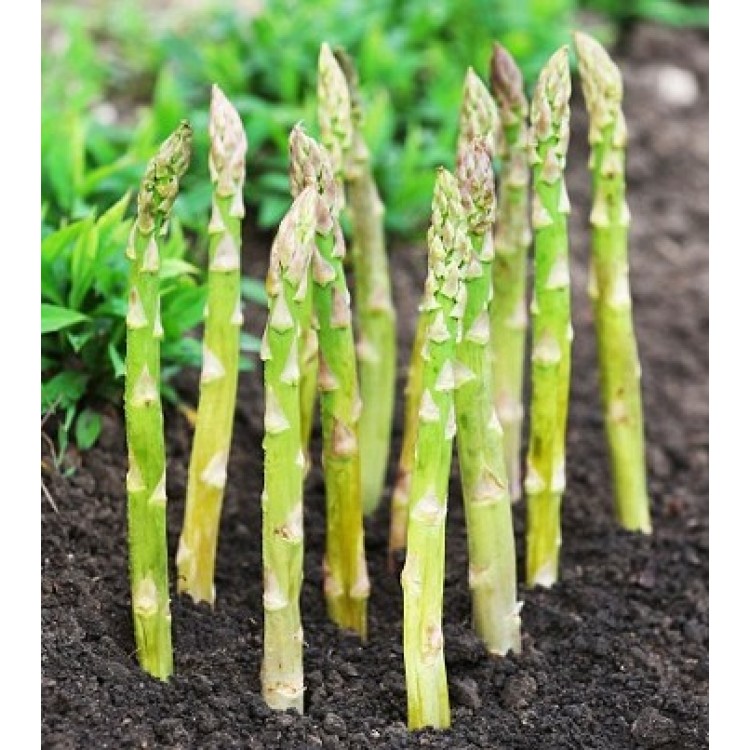 Asparagus UC72 Vegetable Seeds