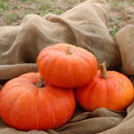 Ugly Duckling Pumpkin