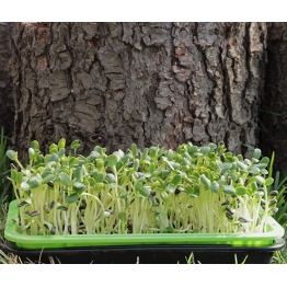 Striped Sunflower Seeds Sprout & Microgreen Seed