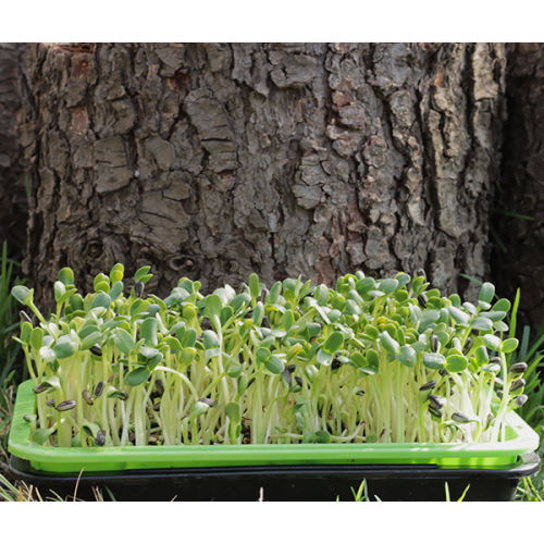 Striped Sunflower Seeds Sprout & Microgreen Seed