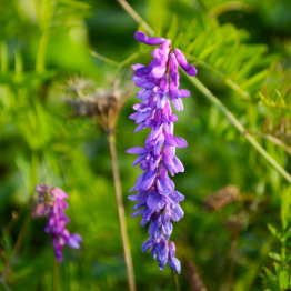 Inoculated Vetch