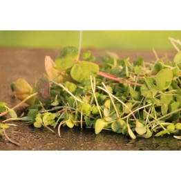 Vitality Mix 180 gr Sprout & Microgreen Seed