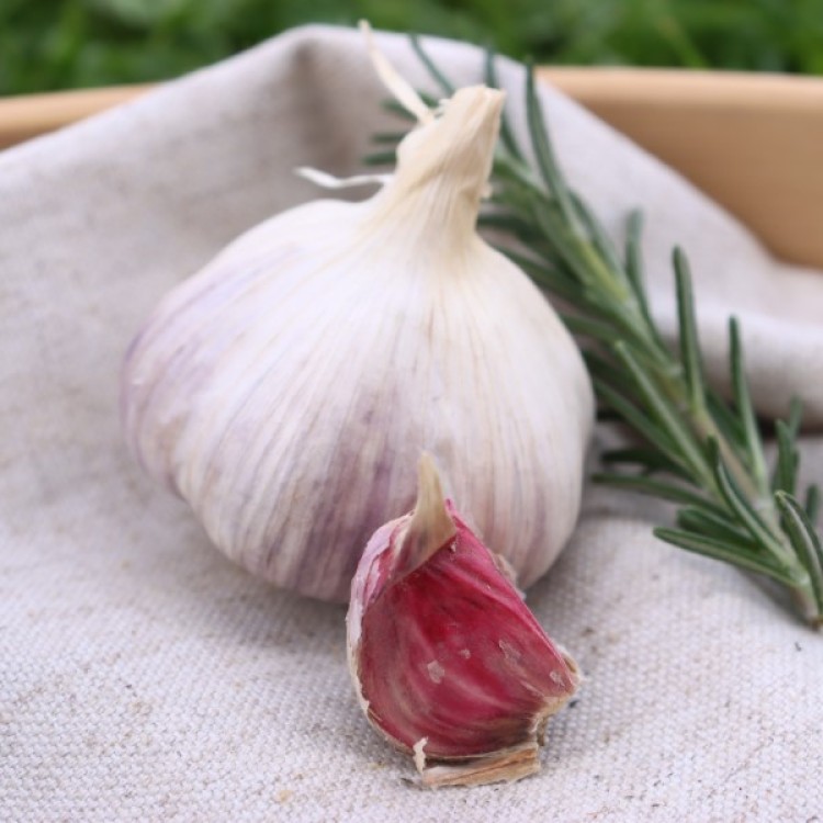 Heirloom Garlic Wengers Red Russian