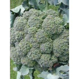 Waltham Broccoli June