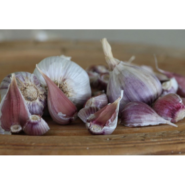 Heirloom Garlic Wengers Red Russian