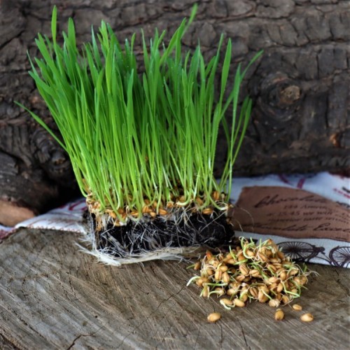 Wheatgrass Sprouting Seed 200 gr