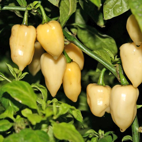 White Fatali Vegetable Seeds