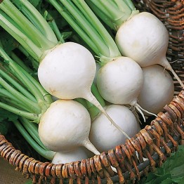 White Egg Turnip Vegetable Seeds