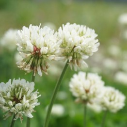 White Clover