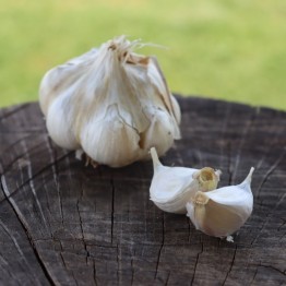 White Elephant Toes Garlic