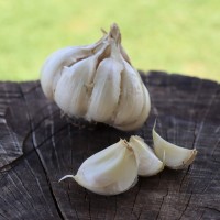 Heirloom Garlic White Softneck Garlic