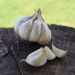 Heirloom Garlic White Softneck