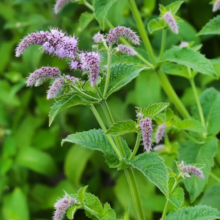 Wild Mint