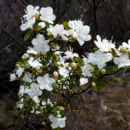 Wild Rosemary (Kapokbossie)