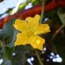 Yellow Peel Loofah