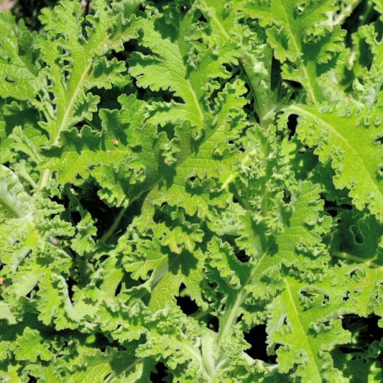 African Wormwood