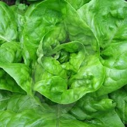 All Year Round Lettuce 