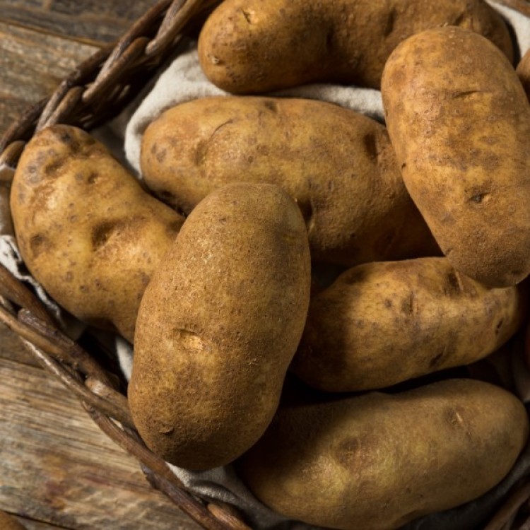 Alverstone Russet Seed Potatoes