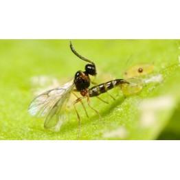 Aphid / Mite / Whitefly Package IPM (Goggas)