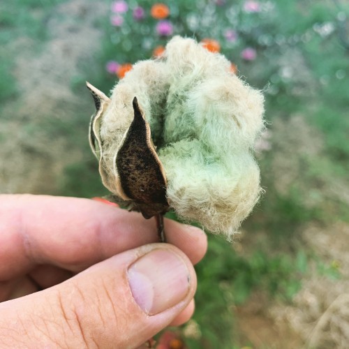 Arkansas Green Lint Cotton
