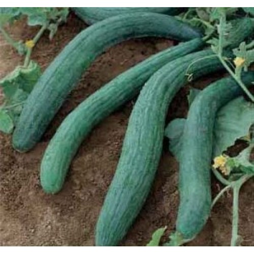 Dark Armenian Cucumber Seeds