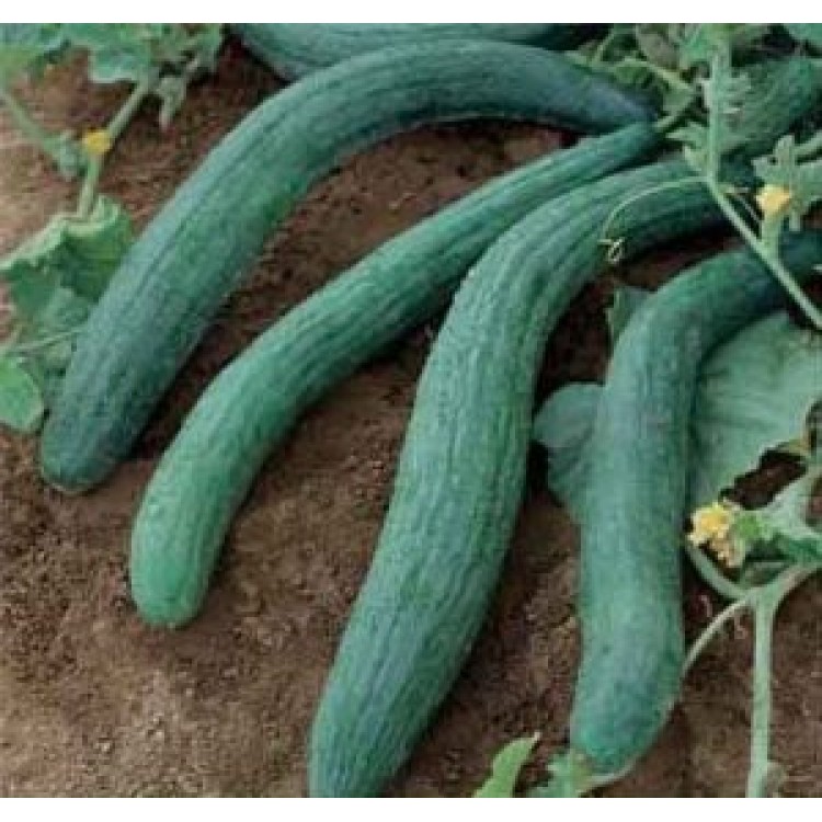 Armenian Dark Green Cucumber Vegetable Seeds
