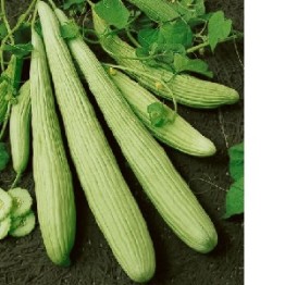 Armenian Yard Long Cucumber