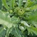 Artichoke Green Globe Vegetable Seeds
