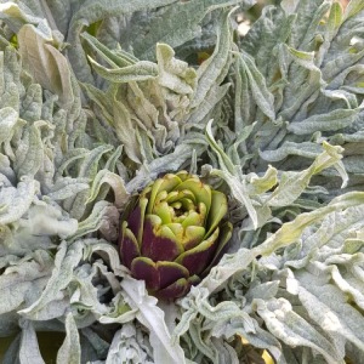 Artichoke Purple Italian Vegetable Seeds