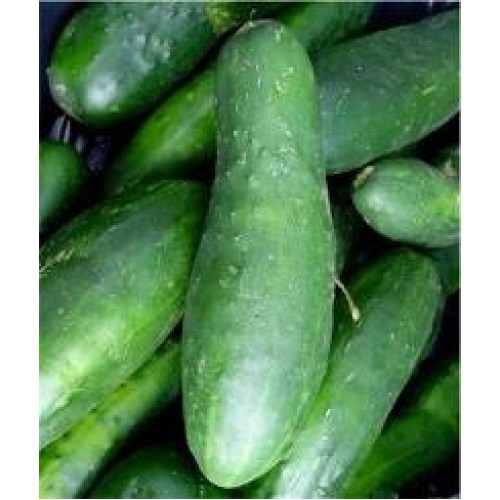 Ashley Cucumber Vegetable Seeds
