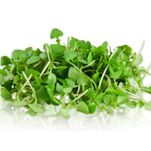 Green Basil Microgreen Seed Sprout & Microgreen Seed