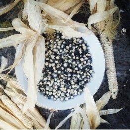 Black Aztec Corn Vegetable Seeds