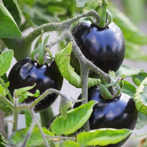 Black Beauty Tomato 