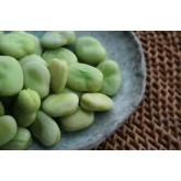 Broad Beans Broad Beans