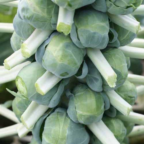 Long Island Brussels Sprouts Vegetable Seeds