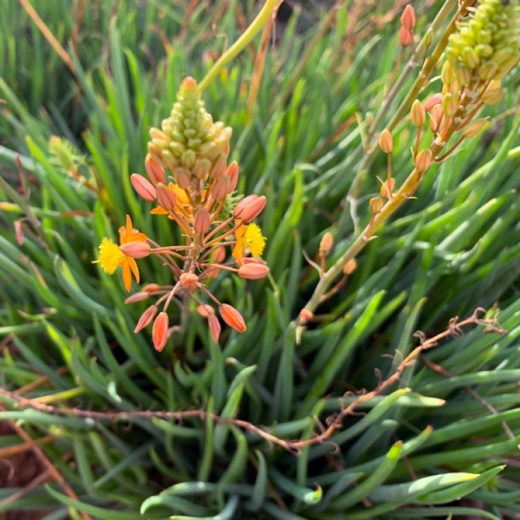 Bulbine Orange