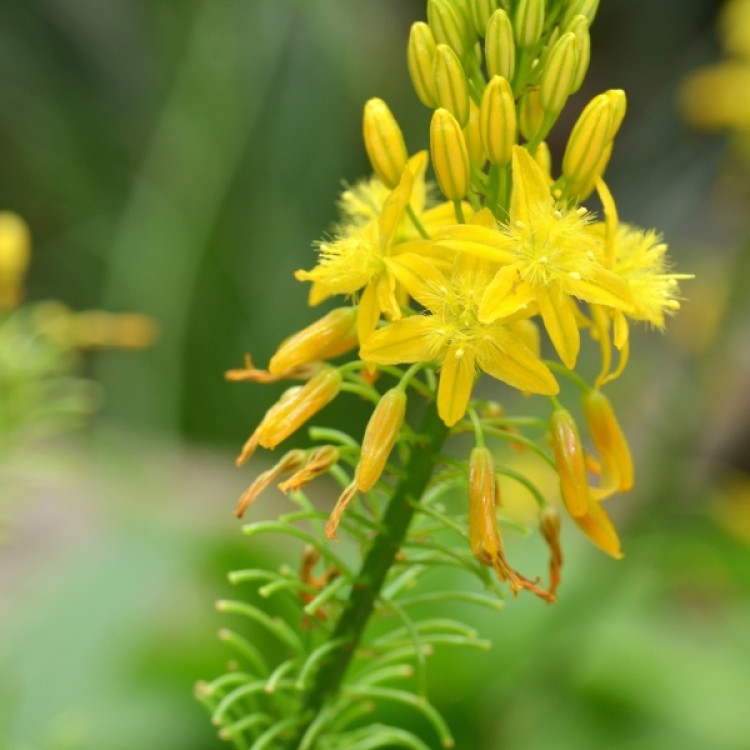 Bulbine Yellow