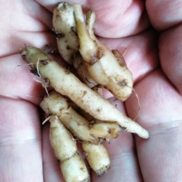 Bush Tucker aka Aboriginal Potato Mint Vegetable Seeds