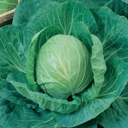 Green Express Cabbage 