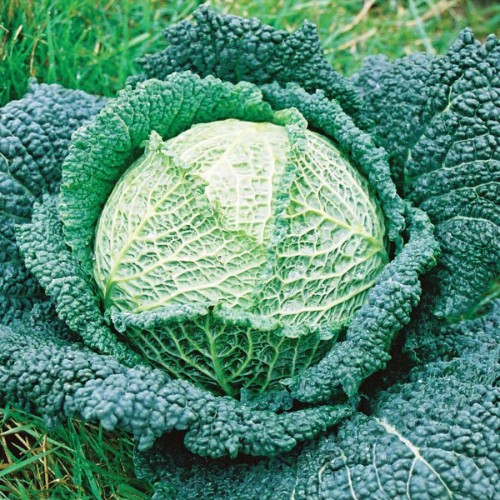 Savoy Perfection Vegetable Seeds
