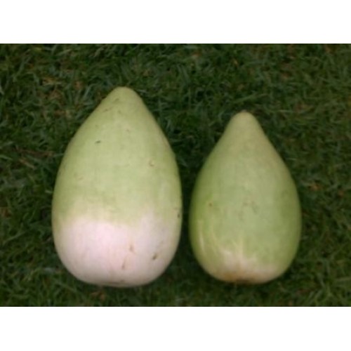 African Calabash Gourd Vegetable Seeds