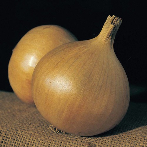 Caledon Globe Onion