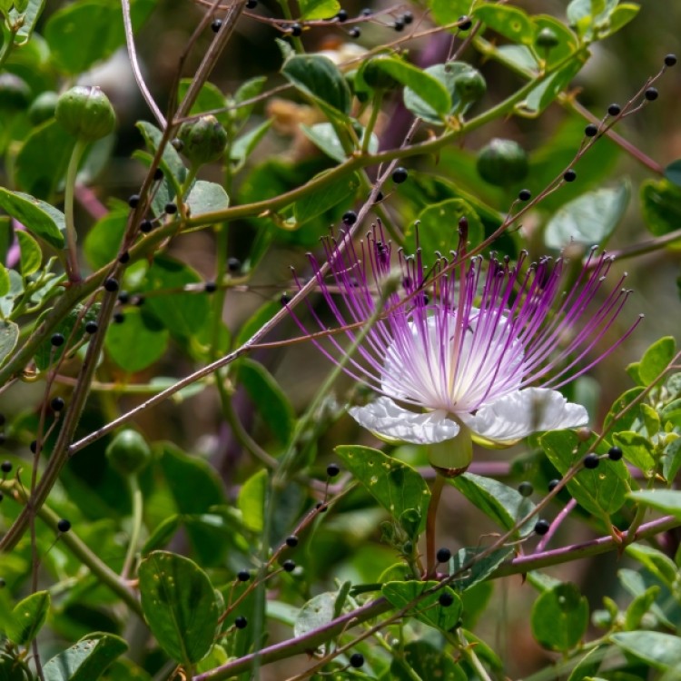 Caper Bush