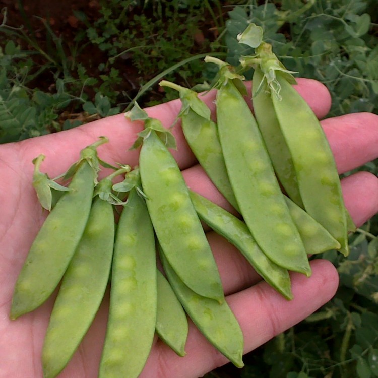 Cascadia Peas