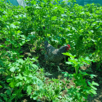 Chicken Pasture Mix Spring/Summer Green Manures