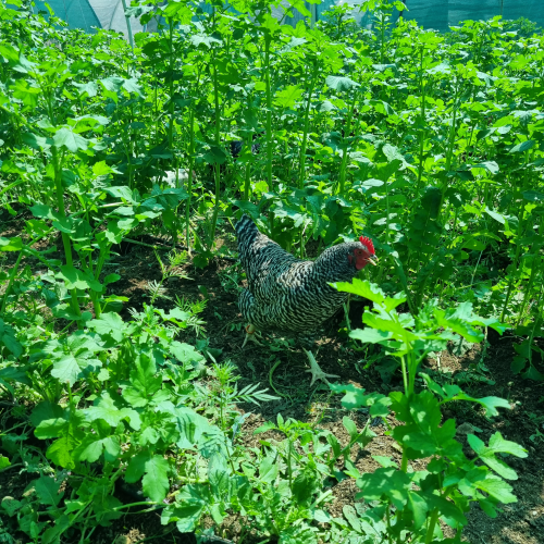  Spring/Summer Chicken Pasture Mix