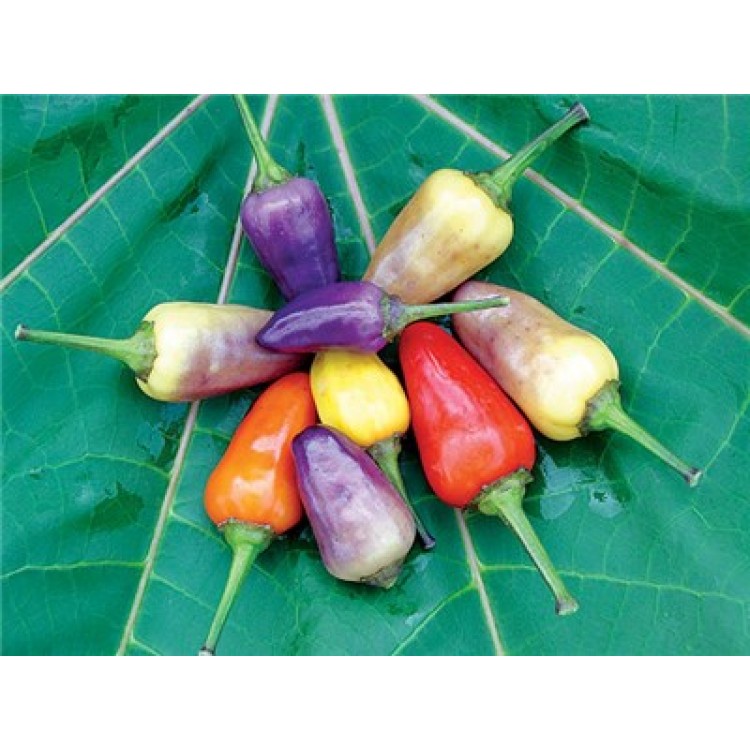 Chinese 5 colour Vegetable Seeds