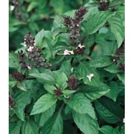 Cinnamon Basil Herb Seed